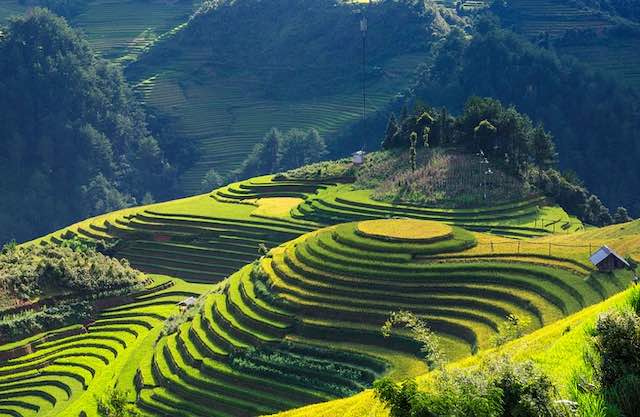 terrace rice field in Ha Giang