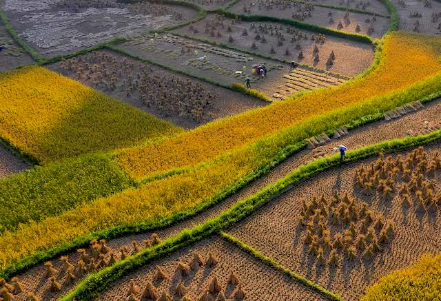 Paddy fields in harvest season in cao bang vietnam.