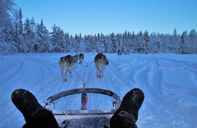 Cưỡi chó hudsky khi du lịch Lapland phần lan