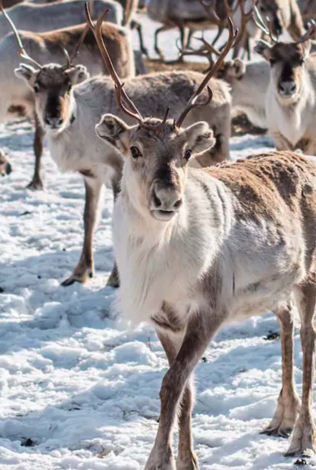 Những chú tuần lộc đáng yêu ở Lapland