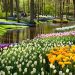 du lịch hà lan amsterdam vườn hoa kenkenhof